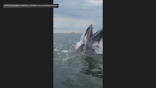 kittery-whale-vid.jpg 