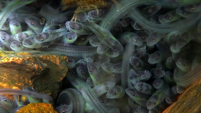 nature-eels-1920.jpg 